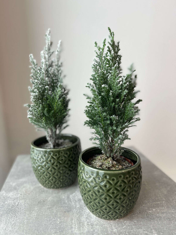 Хамекипарис заснеженный в грунте 30 см