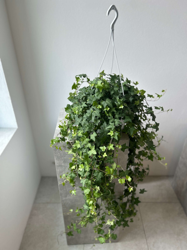 Хедера Зеленолистная 100 см