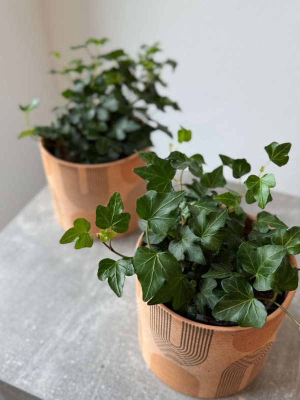 Хедера Микс 30 см