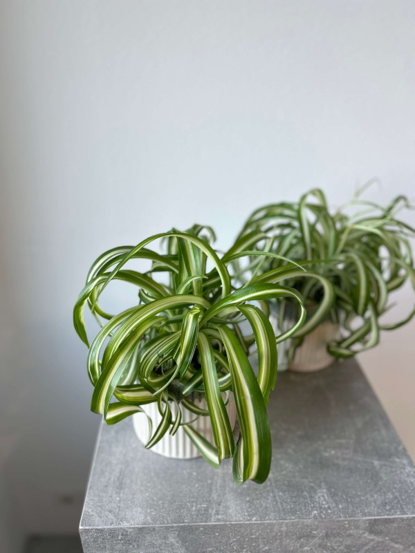 Хлорофитум Бонни 30 см