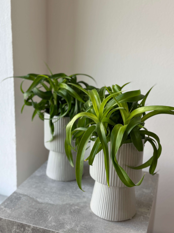 Хлорофитум Грин Бонни 30 см