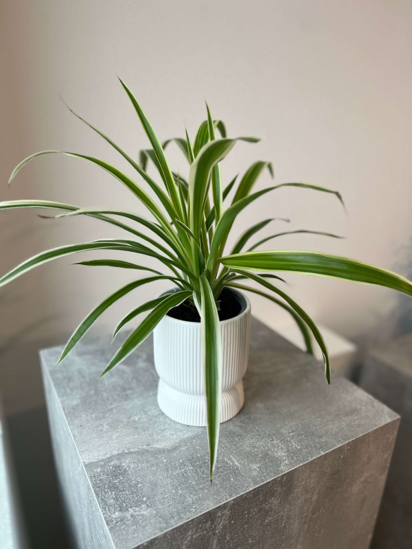 Хлорофитум Комосум 40 см