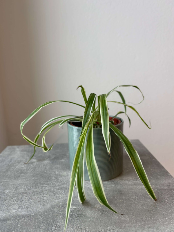 Хлорофитум Хохлатый 30 см