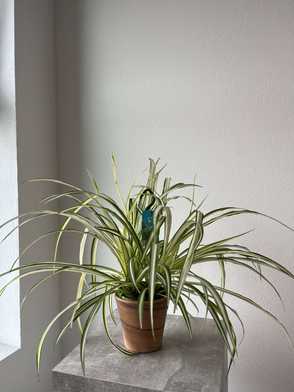 Хлорофитум Витатум 60 см