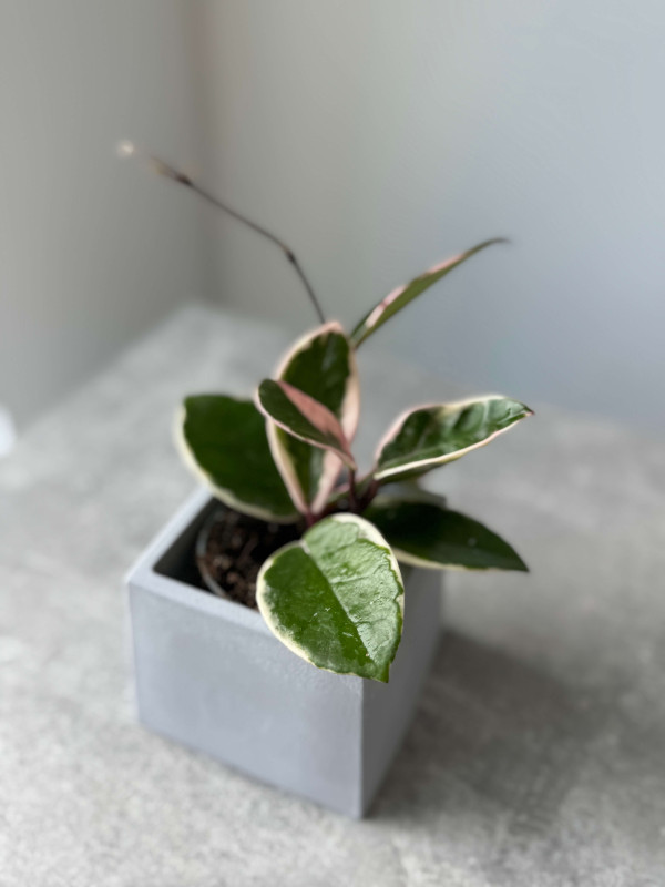 Хойя Кримпсон Квин 10 см