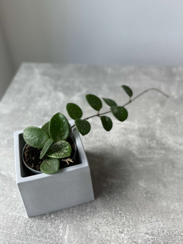 Хойя Матильда Сплеш 10 см