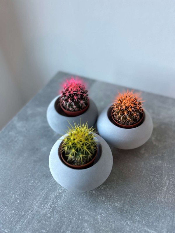 Эхинокактус Грузони Крашеный д 5 см