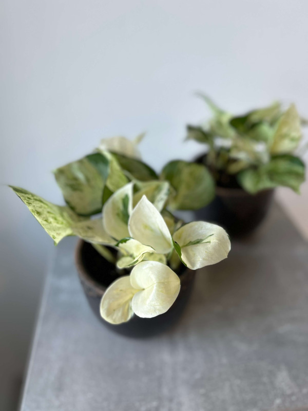 Эпипремнум Хэппи Лиф 20 см