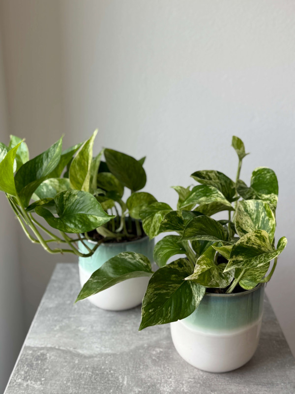 Эпипремнум Марбл Квин 25 см