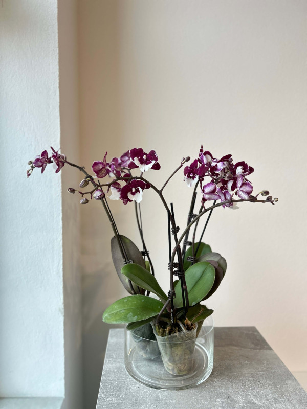 Орхидея Фаленопсис Микс 2 стрелки 50 см