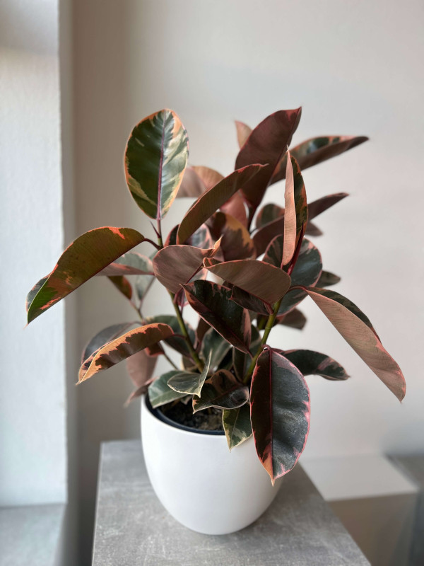 Фикус Эластика Белиз 3 ствола 70 см