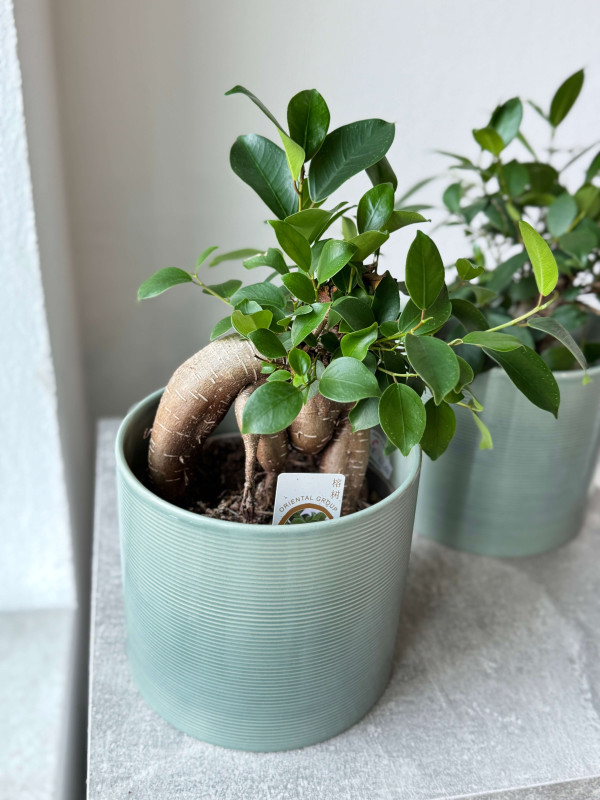 Фикус Микрокарпа Гинсенг 30 см