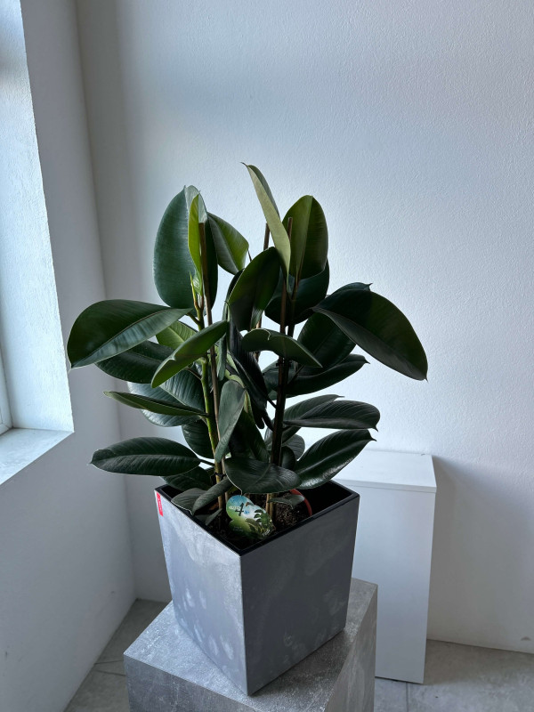 Фикус Эластика Робуста 3 ствола 80 см