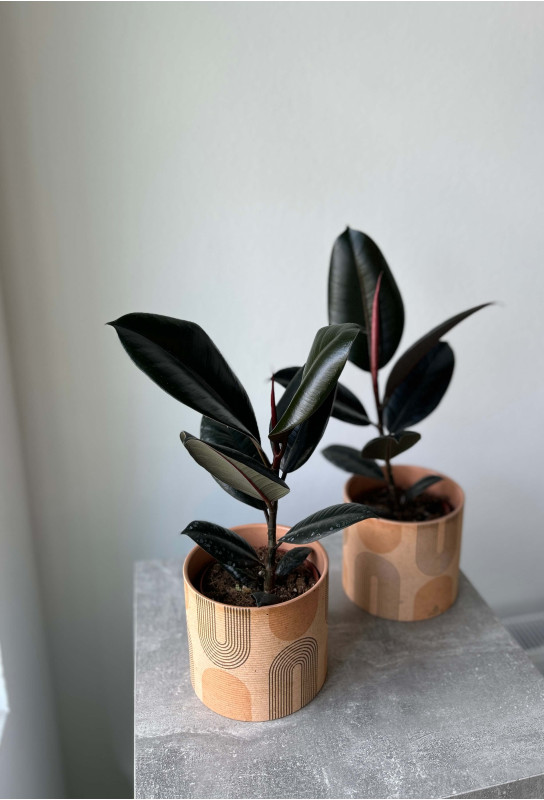 Фикус Эластика Абиджан 40 см