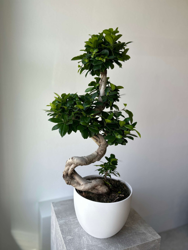 Фикус Микрокарпа Гинсенг 80 см