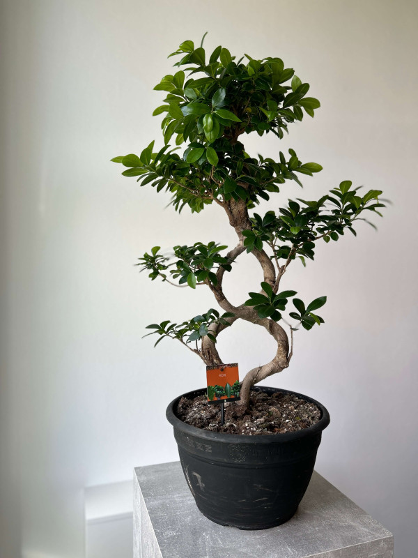 Фикус Микрокарпа Гинсенг 90 см