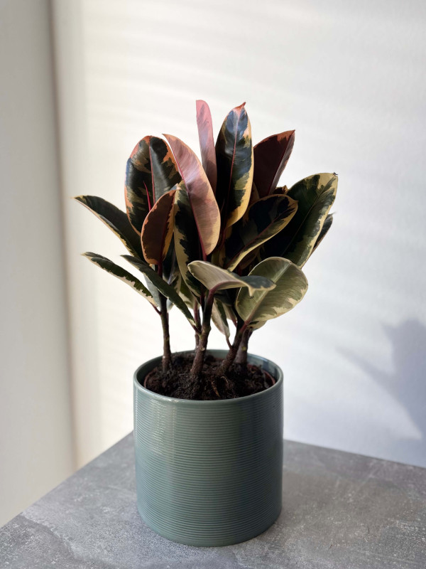 Фикус Эластика Тинеке 3 ствола 45 см