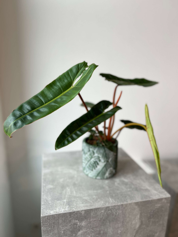 Филодендрон Биллитау 40 см