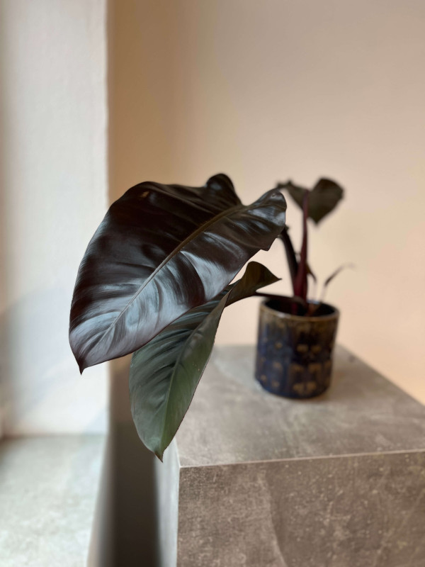 Филодендрон Империал Ред 40 см