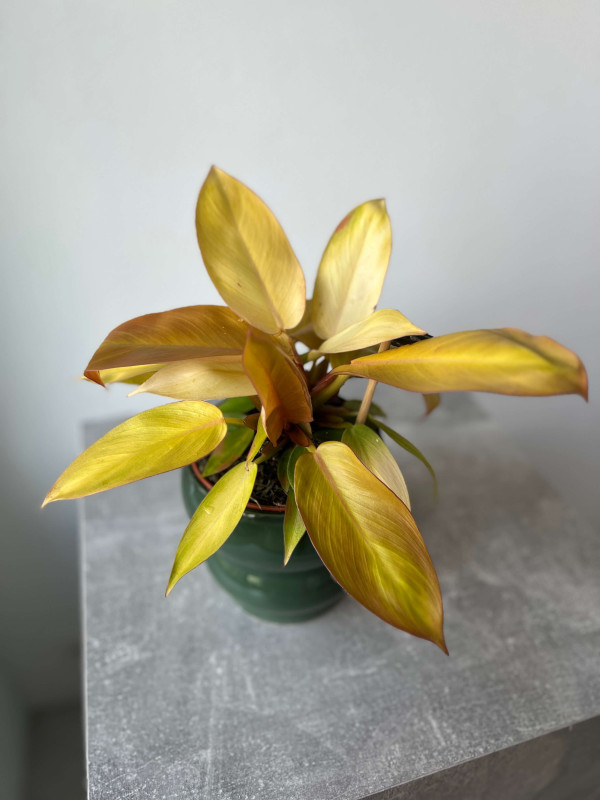 Филодендрон Принц Оранж 30 см