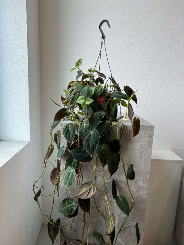 Филодендрон Сканденс Миканс 40 см