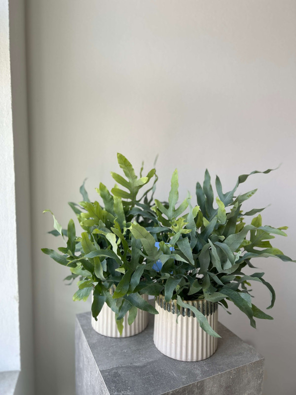 Флебодиум Блю Стар 40 см