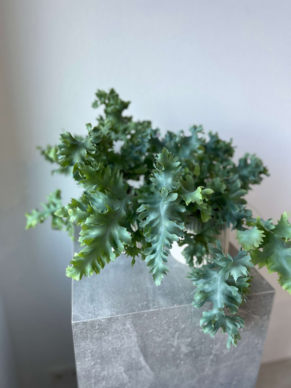 Флебодиум Давана 40 см