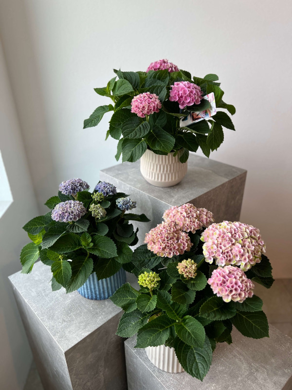 Гортензия Микс в горшке 40 см