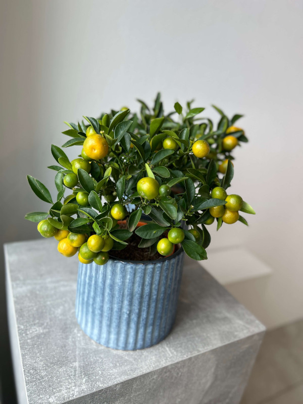 Каламондин Цитрофортунелла 40 см