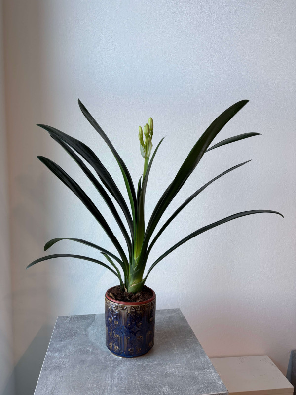 Кливия 60 см