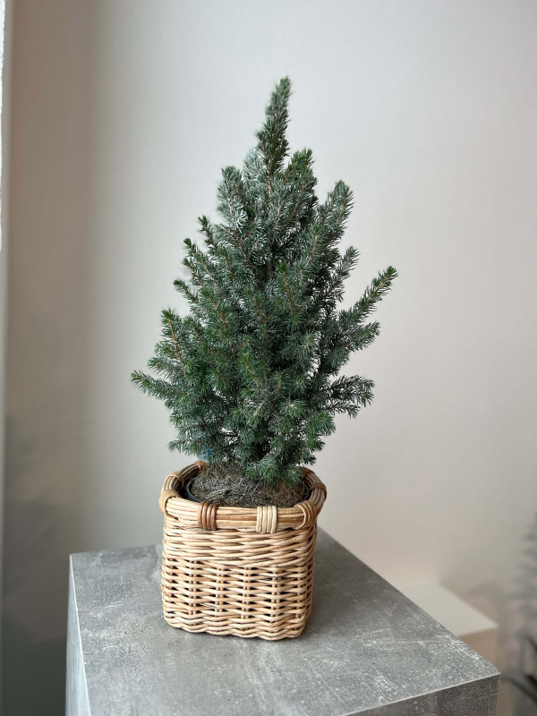 Ель Пицея Коника 40 см