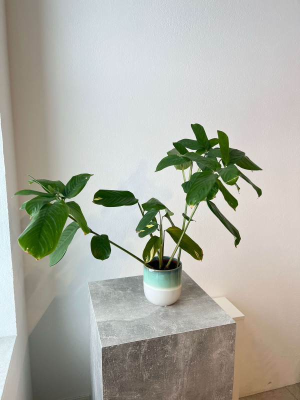 Ктенанта Пилоза Голден Мозаик 50 см