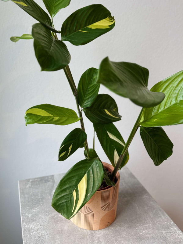 Ктенанта Пилоза Голден Мозаик 50 см