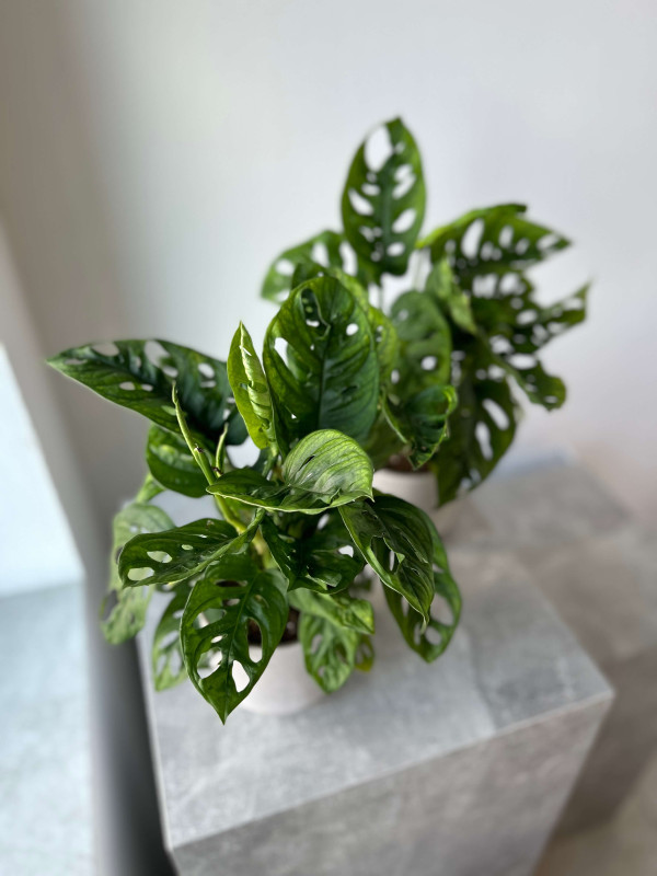 Монстера Адансона (Манки Маск) 30 см