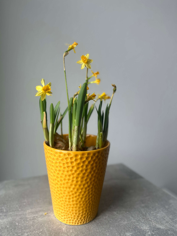 Нарцисс Тет-а-тет 20 см