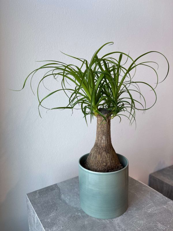 Нолина (Бокарнея) 40 см