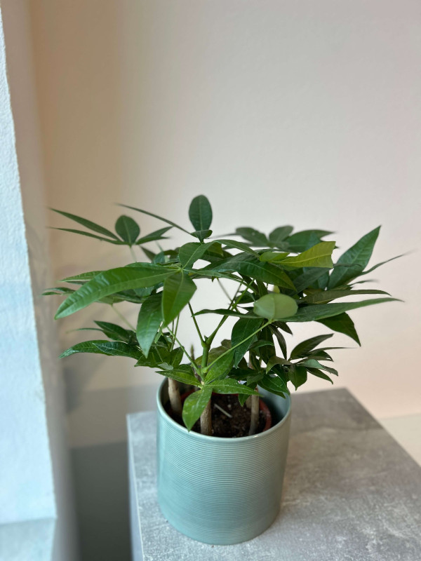 Пахира Акватика 5 стволов 30 см