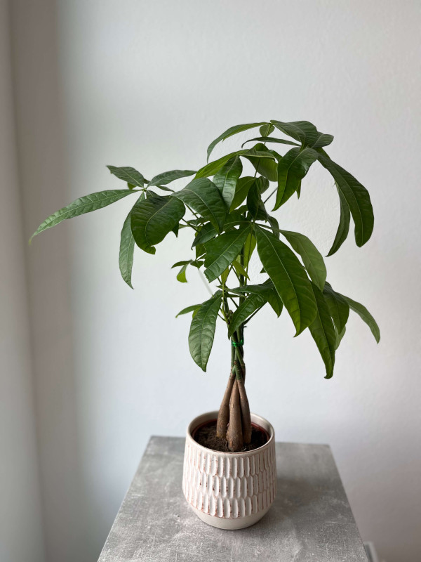 Пахира Акватика 60 см