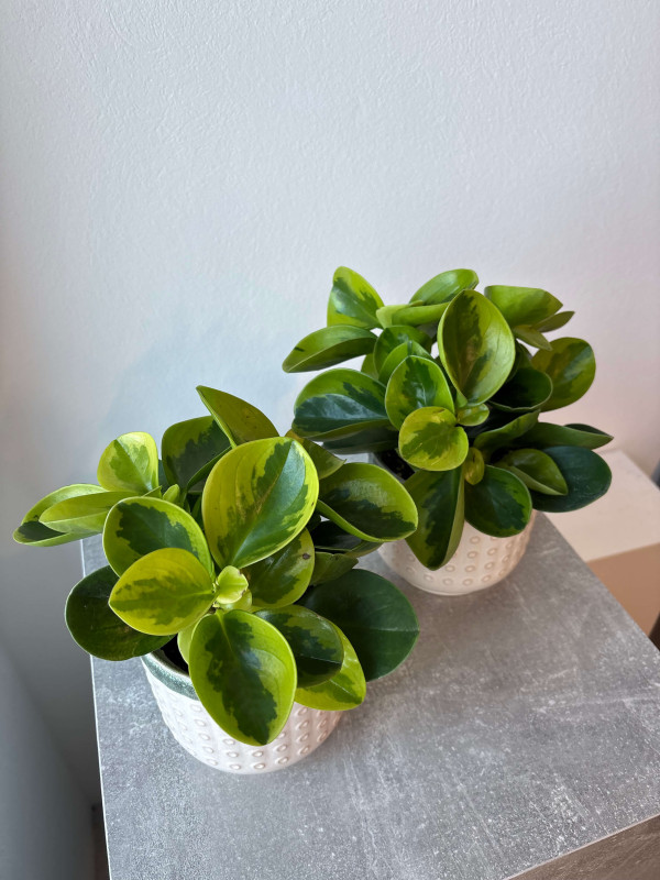 Пеперомия Вариегата Грин Голден 25 см