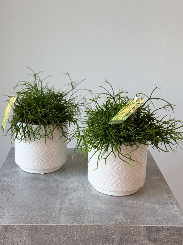 Рипсалис 20 см