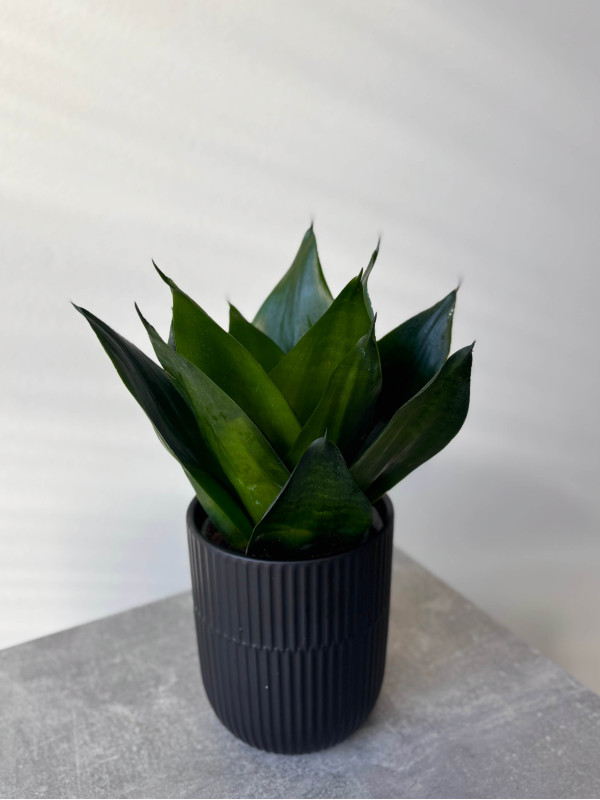 Сансевиерия Блек Кинг Конг 40 см