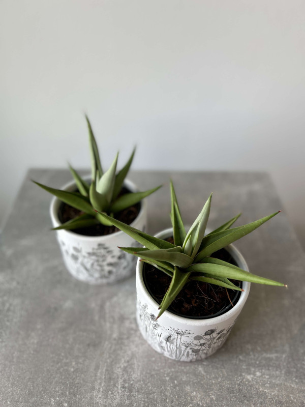 Сансевиерия Чанин Краун 15 см