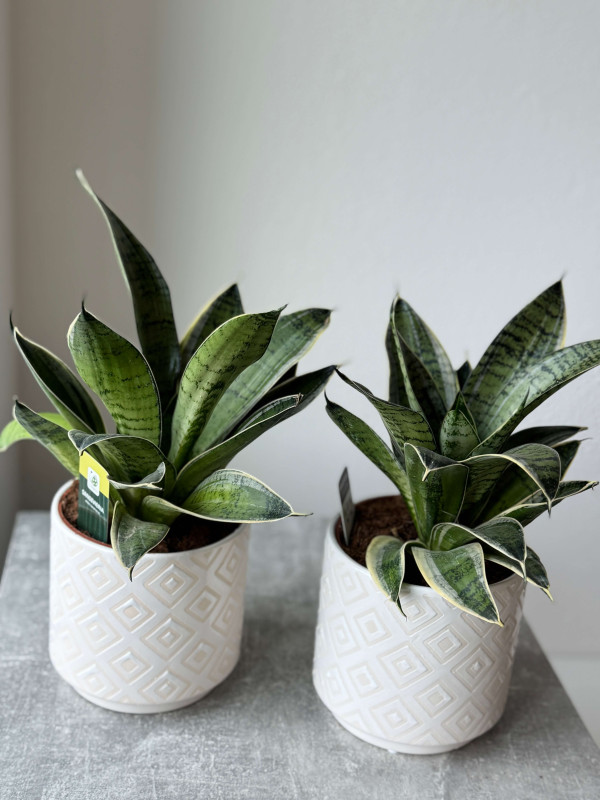 Сансевиерия Ханни 30 см