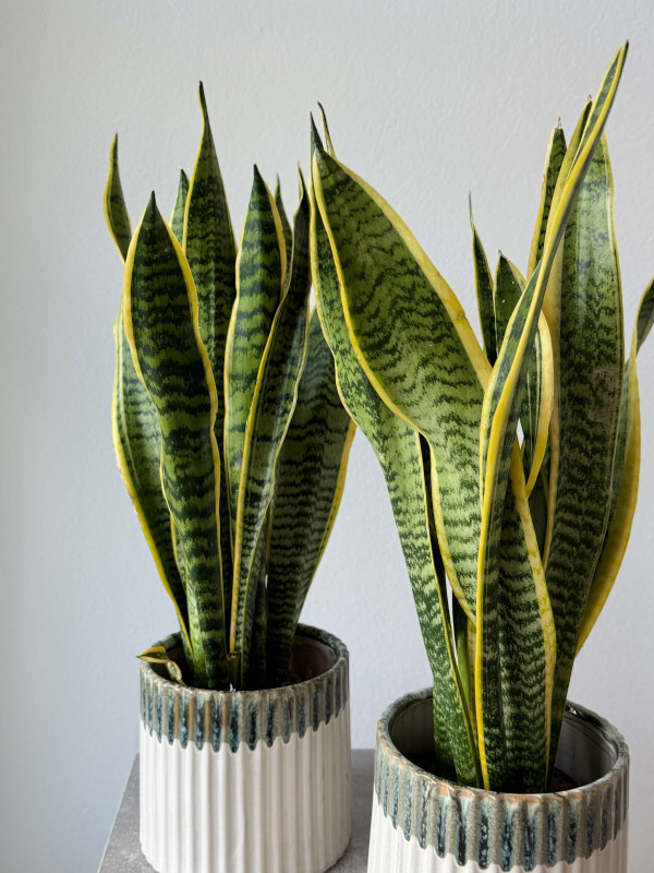 Сансевиерия Лауренти 60 см