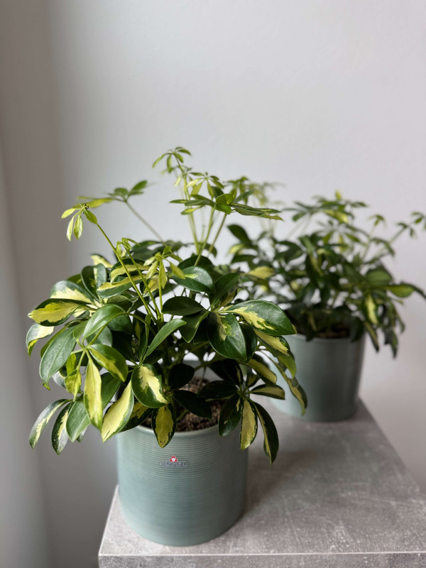 Шеффлера Герда 40 см