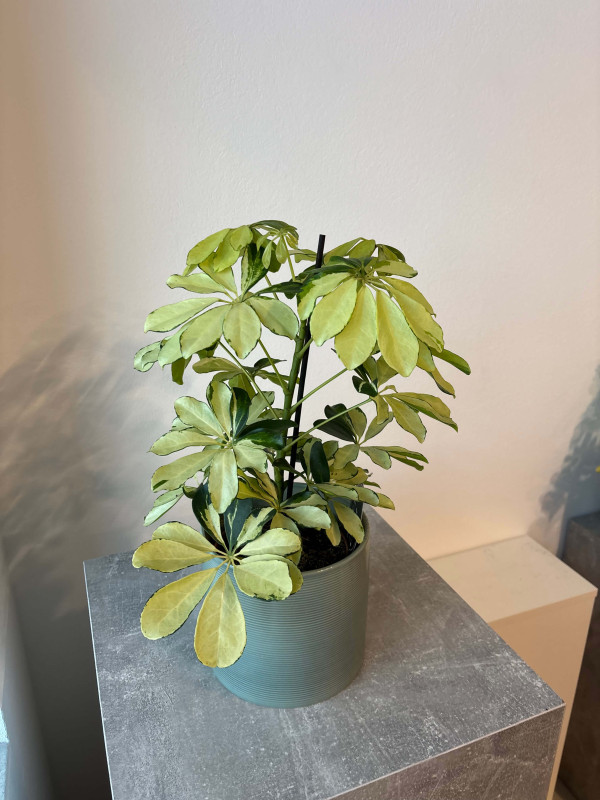 Шеффлера Мелани 45 см