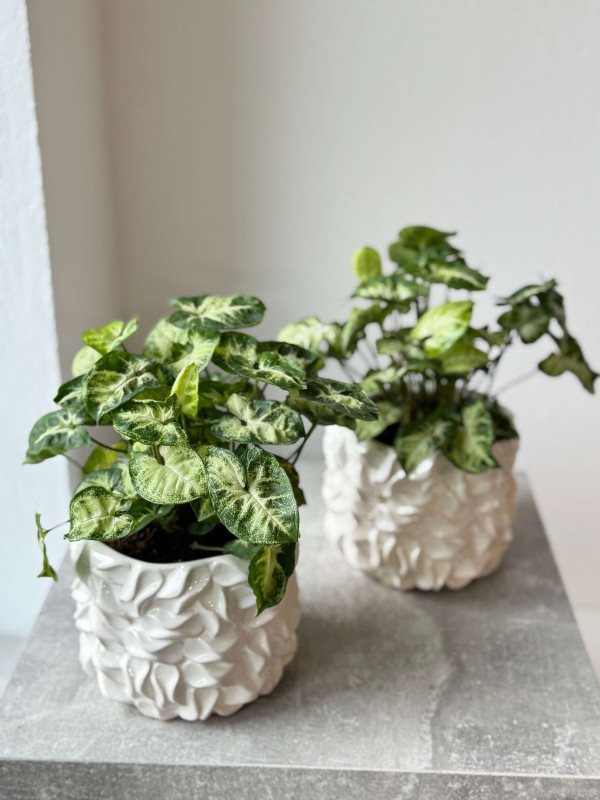 Сингониум Пикси 20 см