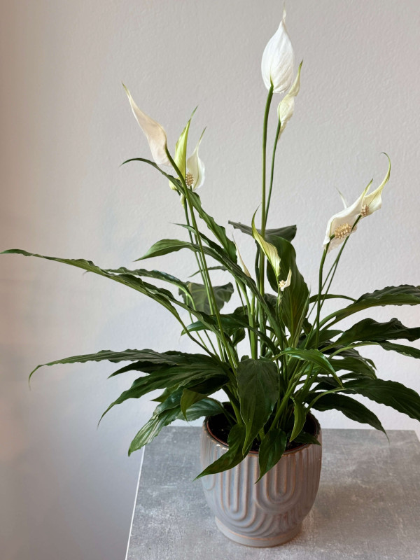 Спатифиллум Чико 60 см