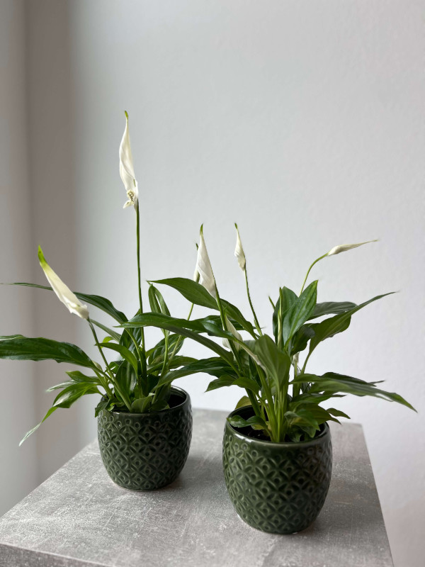 Спатифиллум Шопен 30 см