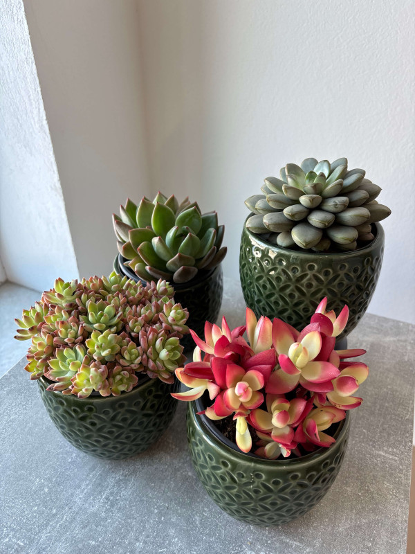 Суккулент Микc д 11 см